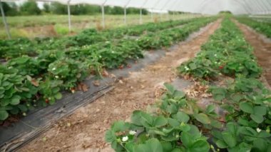 Serada taze çilek bitkisi.