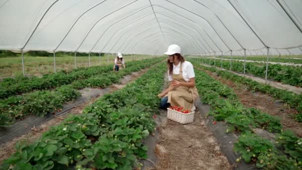 Procces raccolta fragole in serra di grandi dimensioni. — Video Stock