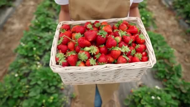 若い女性の収穫熟したおいしいイチゴを選ぶ. — ストック動画