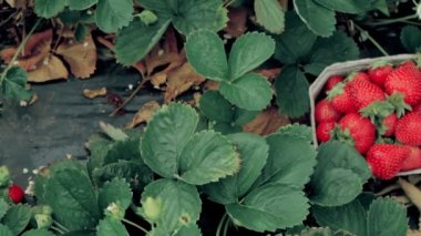 Kadın eli yamadan çilek topluyor..