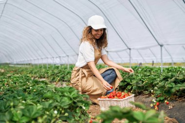 Kıvırcık esmer, serada çilek topluyor..