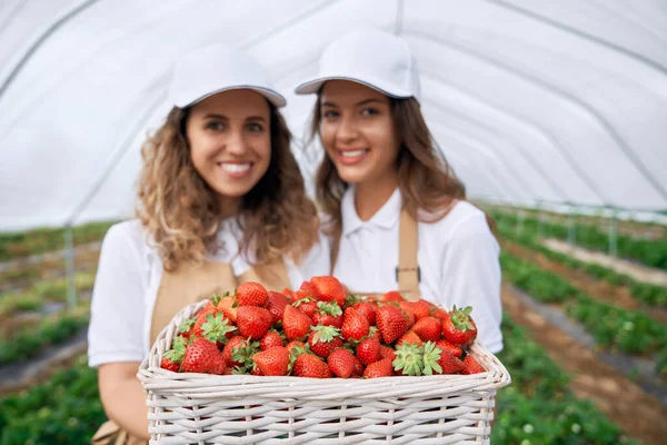 Two women are holding big basket of fresh strawberries.