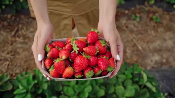 Mujer llevando fresas en caja de papel en invernadero. — Vídeo de stock