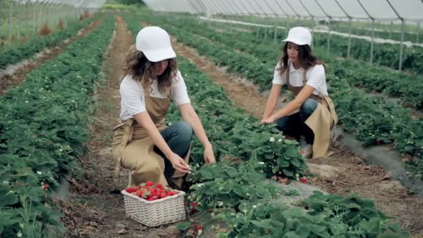 Women collecting ripe strawberries harvest at plantation. — Stock Video