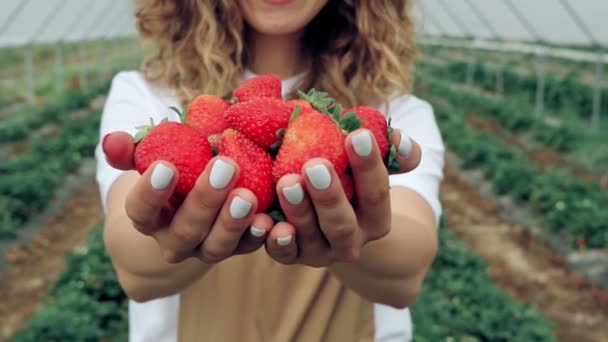 Mogna söta röda jordgubbar i handflatan. — Stockvideo