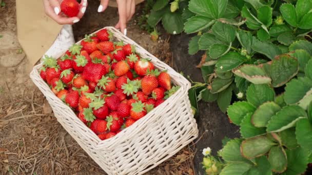 Mani femminili che controllano il raccolto delle fragole in serra. — Video Stock