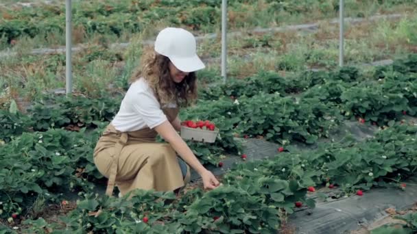 Femme marchant avec panier de fraises mûres à la plantation. — Video