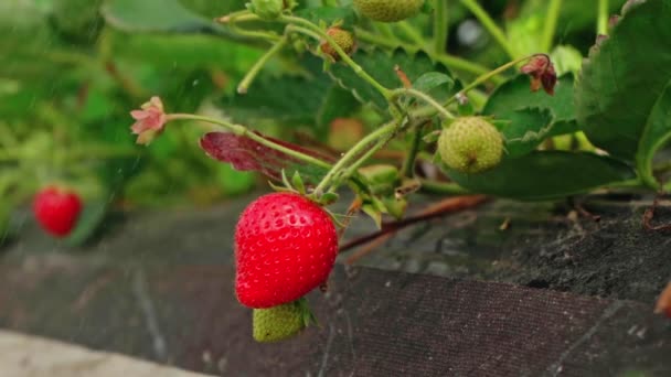 Reife Erdbeeren im Gewächshaus gießen.