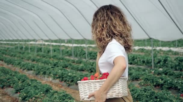 Mujer sonriente caminando con fresas en el invernadero. — Vídeos de Stock