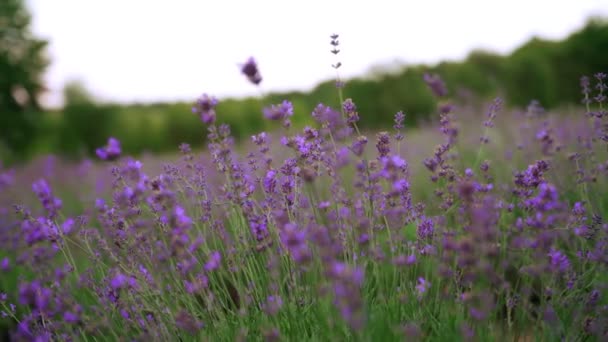 Äiti oksentaa vauva tytär laventeli alalla. — kuvapankkivideo