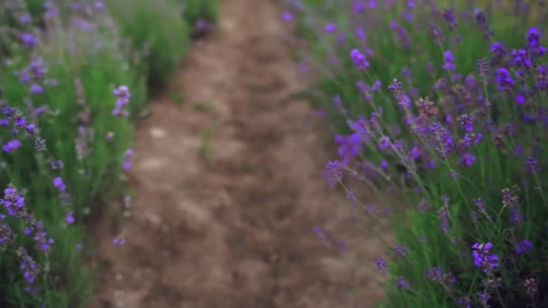 Violetta blommande lavendelfläckar på landsbygden jordbruksmark. — Stockvideo