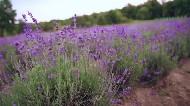 盛开的薰衣草地的紫色斑块. — 图库视频影像