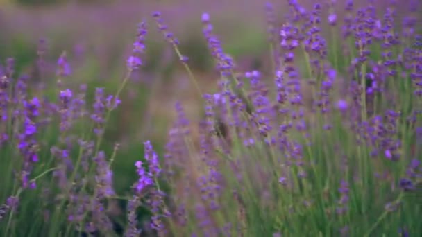 ラベンダー畑の紫色のパッチ. — ストック動画