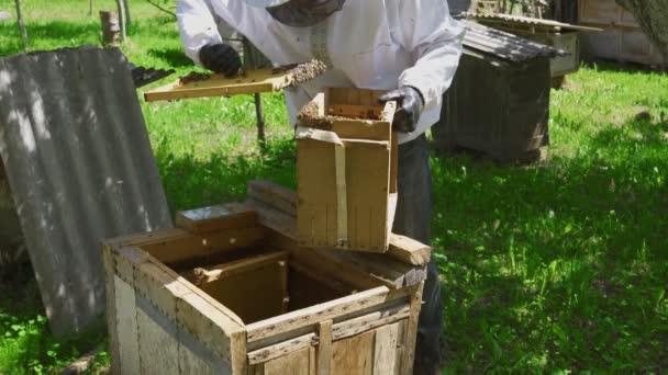 Männlicher Imker begutachtet Gestell mit Bienen. — Stockvideo