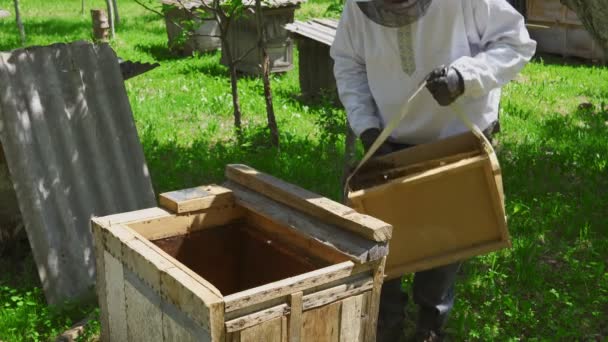 Mannelijke imker aan het werk in de tuin. — Stockvideo