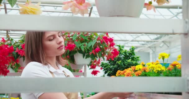 Floristería femenina cultivando flores coloridas en el invernadero — Vídeos de Stock