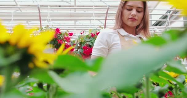 Mujer bonita comprobando la calidad de las flores en invernadero — Vídeo de stock