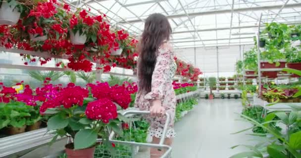 Woman with shopping cart buying flowers at greenhouse — Stock Video