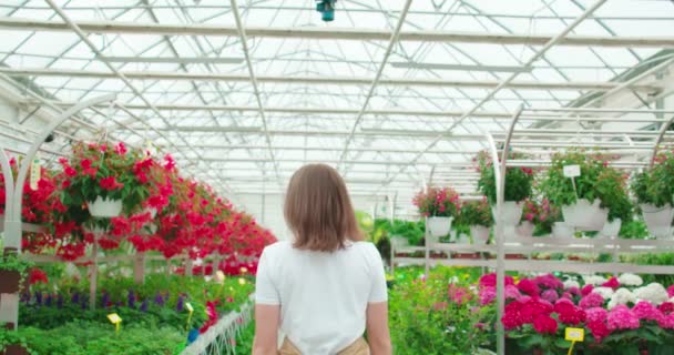 Floristería femenina caminando en el invernadero con flores de colores — Vídeo de stock