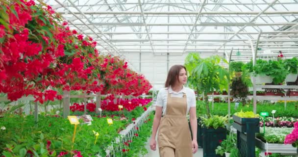 Female gardener controlling quality of flowers at greenhouse — Stock Video