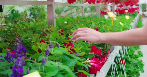 Primer plano de la mujer tocando varias flores en el invernadero — Vídeo de stock