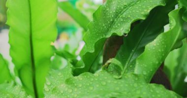  Su verme sürecinde saksılardan yeşil yapraklar.