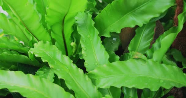 Krmení rostlin speciálními nástroji ve skleníku. — Stock video