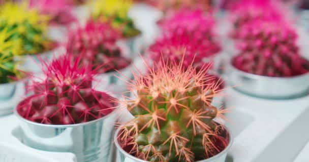 Różowy, zielony i żółty mały kaktusy na sprzedaż lub dekoracji wnętrz. — Wideo stockowe
