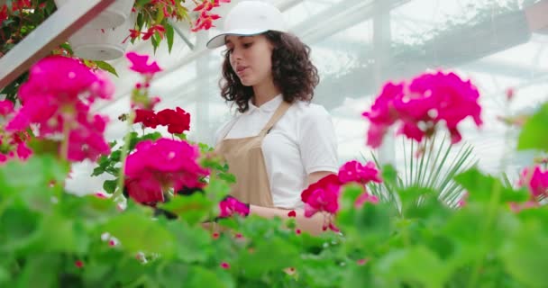 Mujer en gorra blanca sosteniendo hermosas macetas rosadas. — Vídeo de stock
