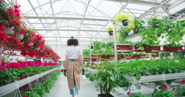 Mooie vrouw voeden groene bloempotten in kas. — Stockvideo