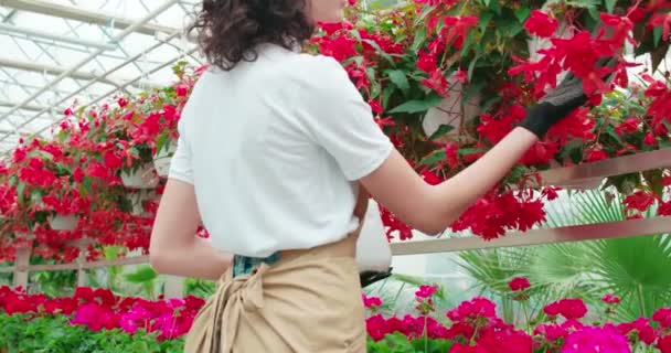 Young woman caring for flowers in large greenhouse. — Stock Video