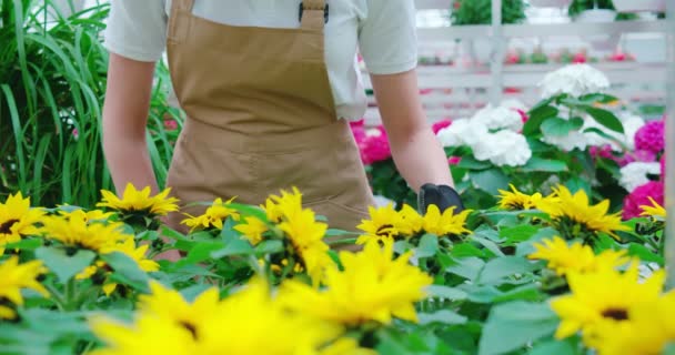 Mujer irreconocible regando flores en invernadero. — Vídeos de Stock