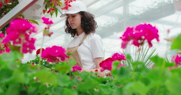 Mujer bonita joven que cuida de hermosas flores rosadas. — Vídeo de stock