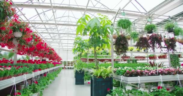Stort glasväxthus med blommor i blomkrukor. — Stockvideo