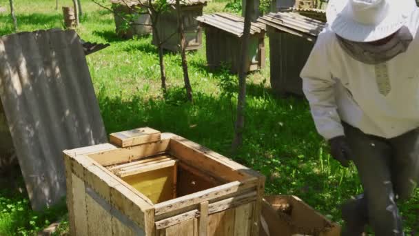 Мужчина-пчеловод покрывает деревянный улей палками. — стоковое видео