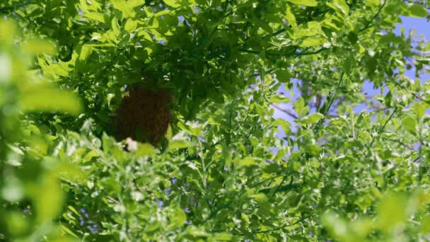 Colmena en rama de árbol en jardín. — Vídeos de Stock