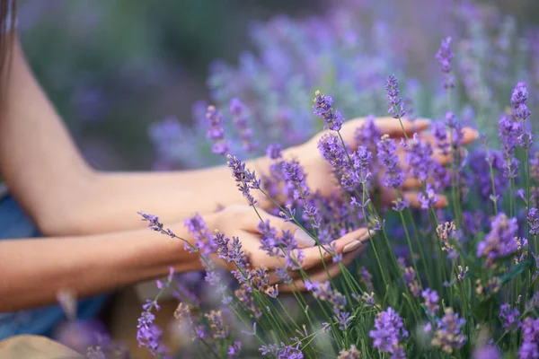 Les mains féminines touchant les fleurs dans le champ de lavande. — Photo