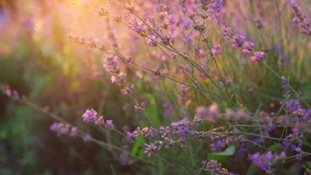 ラベンダーの花、背景に夕日. — ストック動画