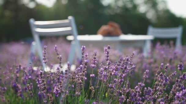 Croissants sur table dans un champ de lavande. — Video