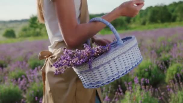 Uśmiechnięta dziewczyna pije kawę na polu lawendy. — Wideo stockowe