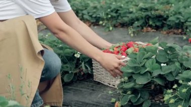 Tanımlanamayan bir kadın serada çilekli sepeti topluyor..
