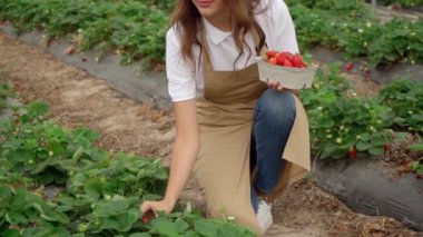 Çömelmiş gülümseyen kadın, çiftlikte çilek topluyor..