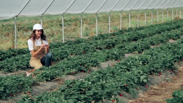 Vrolijke vrouw verzamelt aardbeien oogst in kas. — Stockvideo