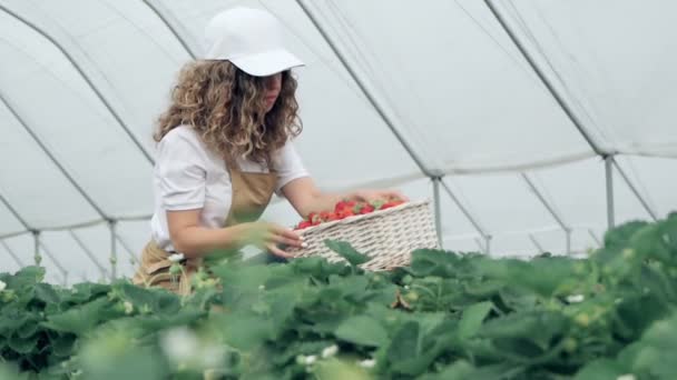 Žena sbírat jahody sklizeň na farmě náplasti. — Stock video