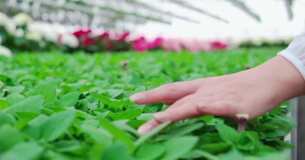 Detail ženské ruky dotýkající se zelených listů rostlin — Stock video
