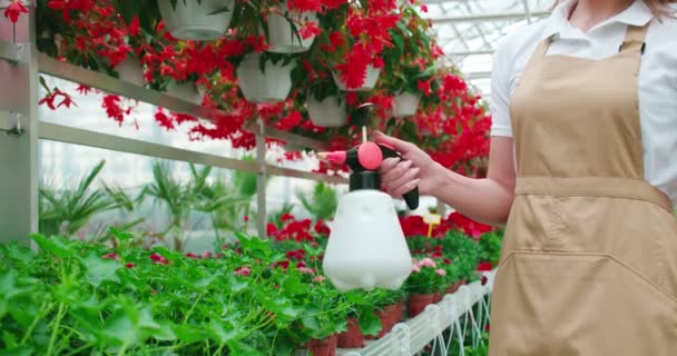 Primer plano de la mujer regando hermosas flores en el invernadero — Vídeo de stock