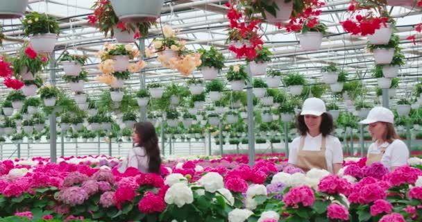 Mujer eligiendo flores mientras los trabajadores cuidan de las plantas — Vídeo de stock