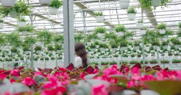 Pleasant woman walking at greenhouse and choosing flowers — Stock Video