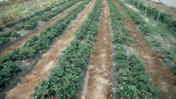 Krzewy uprawne truskawek w przestronnej szklarni. — Wideo stockowe