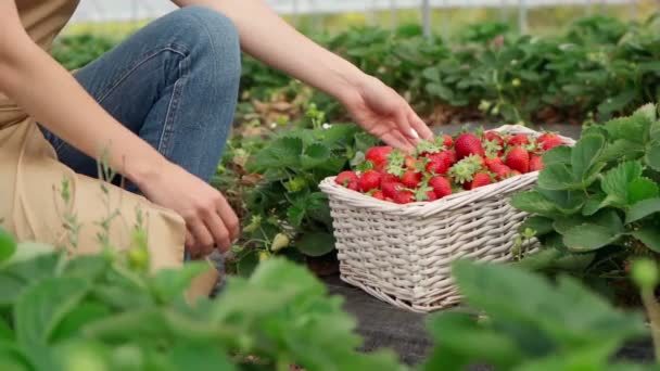 Onherkenbare vrouw verzamelt aardbeienoogst in kas. — Stockvideo